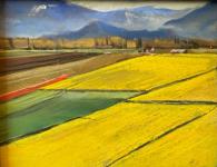 Quilted Fields by Steve Hill
