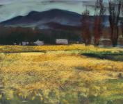 Skagit Daffodil Fields by Steve Hill
