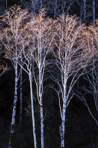 Alders in Tillamook St. Forest by Steve Terrill