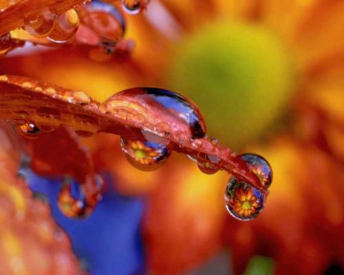 Dew Drop - Red Chrysanthemum by Steve Terrill