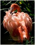 Dont Ruffle My Feathers by Steve Pierce
