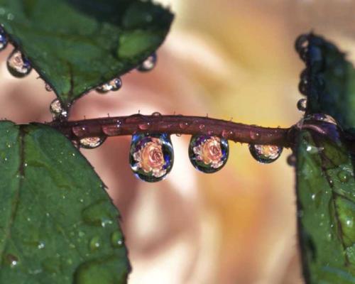 Dew Drop with Rose by Steve Terrill