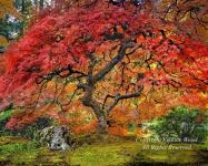 Portland Japanese Maple by Erskine Wood