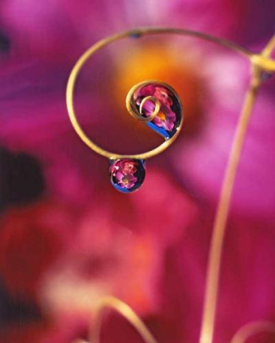 Dew Drop - Pink Cosmos Reflecting by Steve Terrill