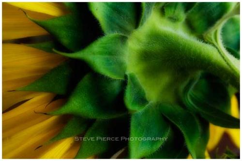 The Back of the Sunflower by Steve Pierce