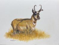 Antelope by Mike Rangner
