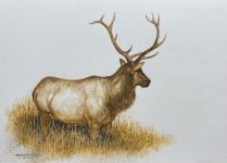 Elk by Mike Rangner