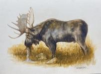 Moose by Mike Rangner