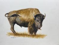 Bison by Mike Rangner